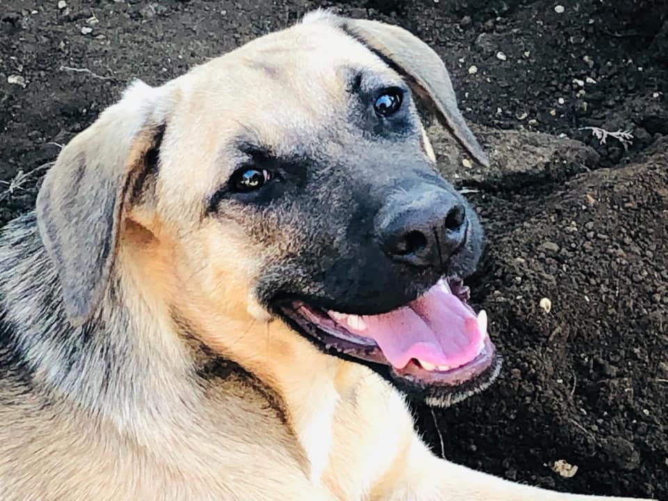 Il cerca famiglia del mese: cagnolina Lena