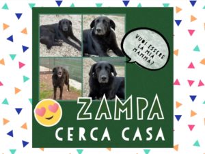 Zampa cerca casa