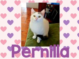 Pernilla, micina FeLV di 6 mesi, cerca casa.