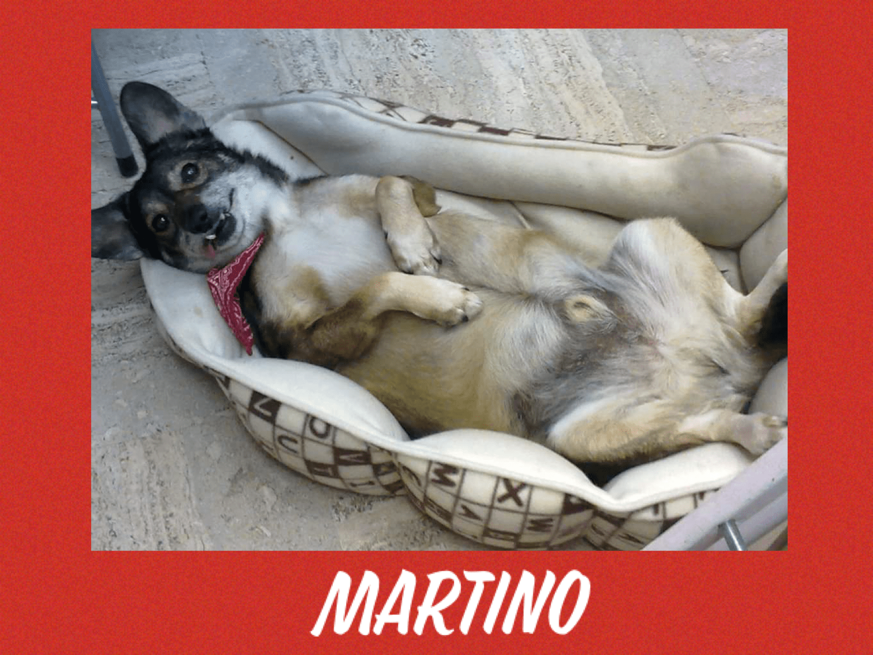 Il riscatto del cane Martino: dalla strada, al canile, alla vita felice!