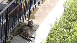 La storia di Miuccia, la gatta adottata da un intero condominio