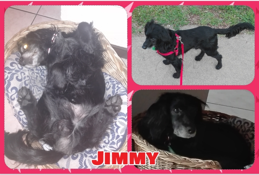 Storia di Jimmy, cane di nessuno.