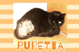 Anche una storia banale può essere speciale, scopri l’avventura della micia Pupetta