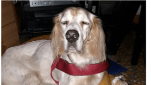 Il cane Dario, quando la disabilità si trasforma in amore