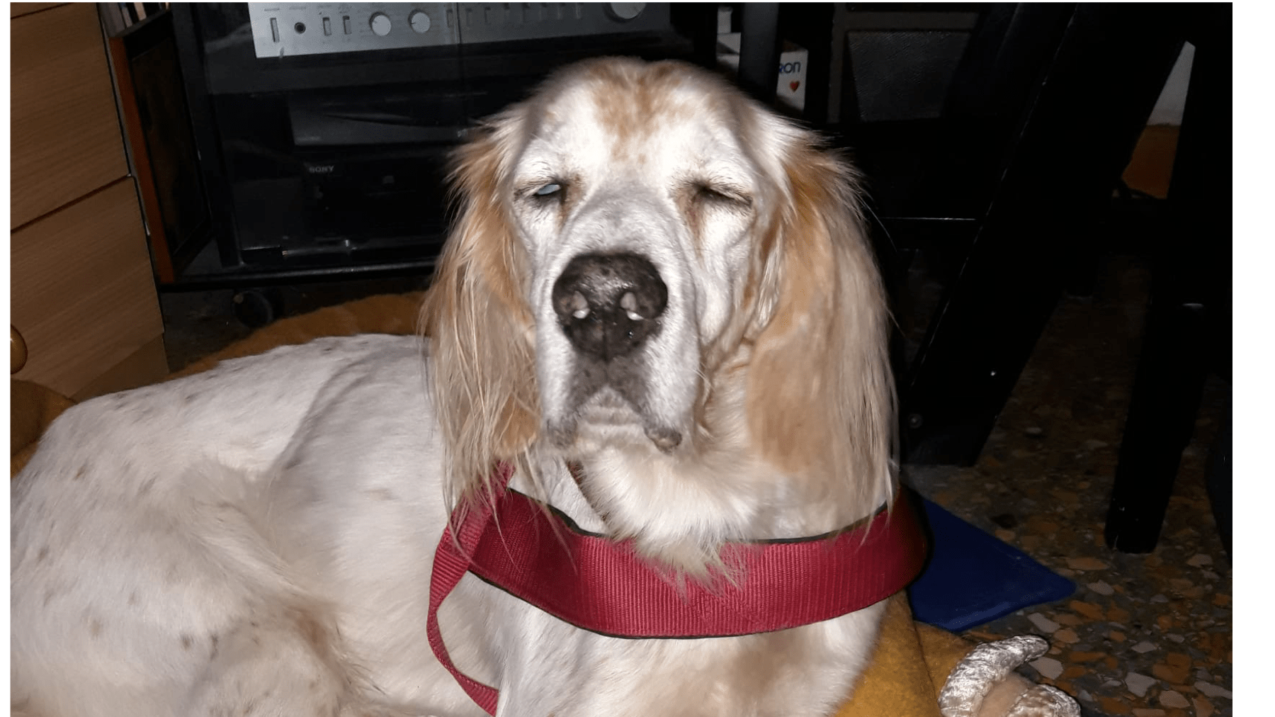 Il cane Dario, quando la disabilità si trasforma in amore