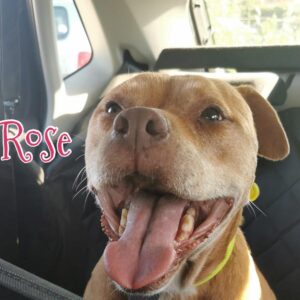 La nuova vita di Rose: una pitt bull anziana e maltrattata