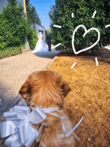 Wedding Dog Sitting: Kiki & Tata Alessandra