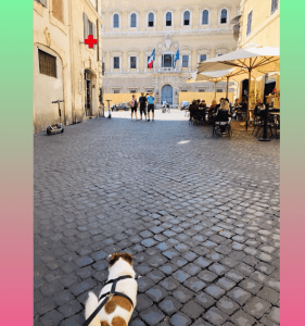 Conoscete il nostro servizio di Travel Dog Sitter?