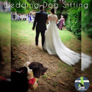 Wedding Dog Sitter, un servizio Le Cat e Dog Sitter