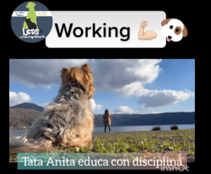 Perché educare il tuo cane con disciplina