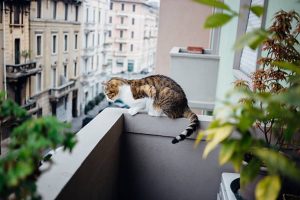 Il balcone: libertà, rischio o prigionia?