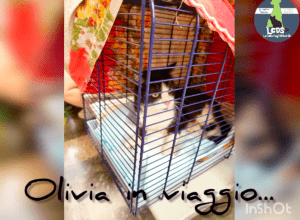 Pet Taxi: Olivia e Tata Silvia