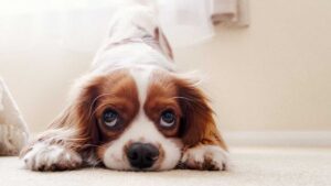 Bonus animali domestici 2023: a chi spetta e come si può ottenere
