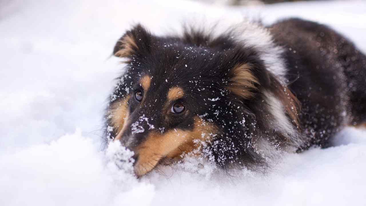 Cosa può succedere se il cane mangia neve o ghiaccio?