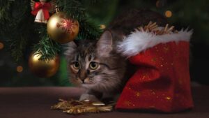 Stress natalizio: come e quando colpisce i gatti