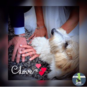Idea regalo per un matrimonio? Scegli un servizio di Wedding Dog Sitting