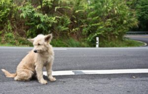 Ecco cosa fare se troviamo un cane per strada