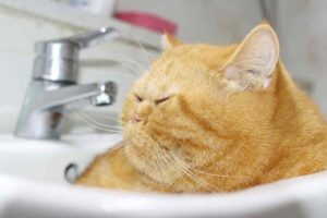 Perché il gatto ingrassa?