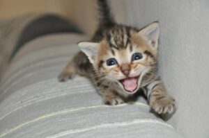 Perché il mio gatto miagola in continuazione?