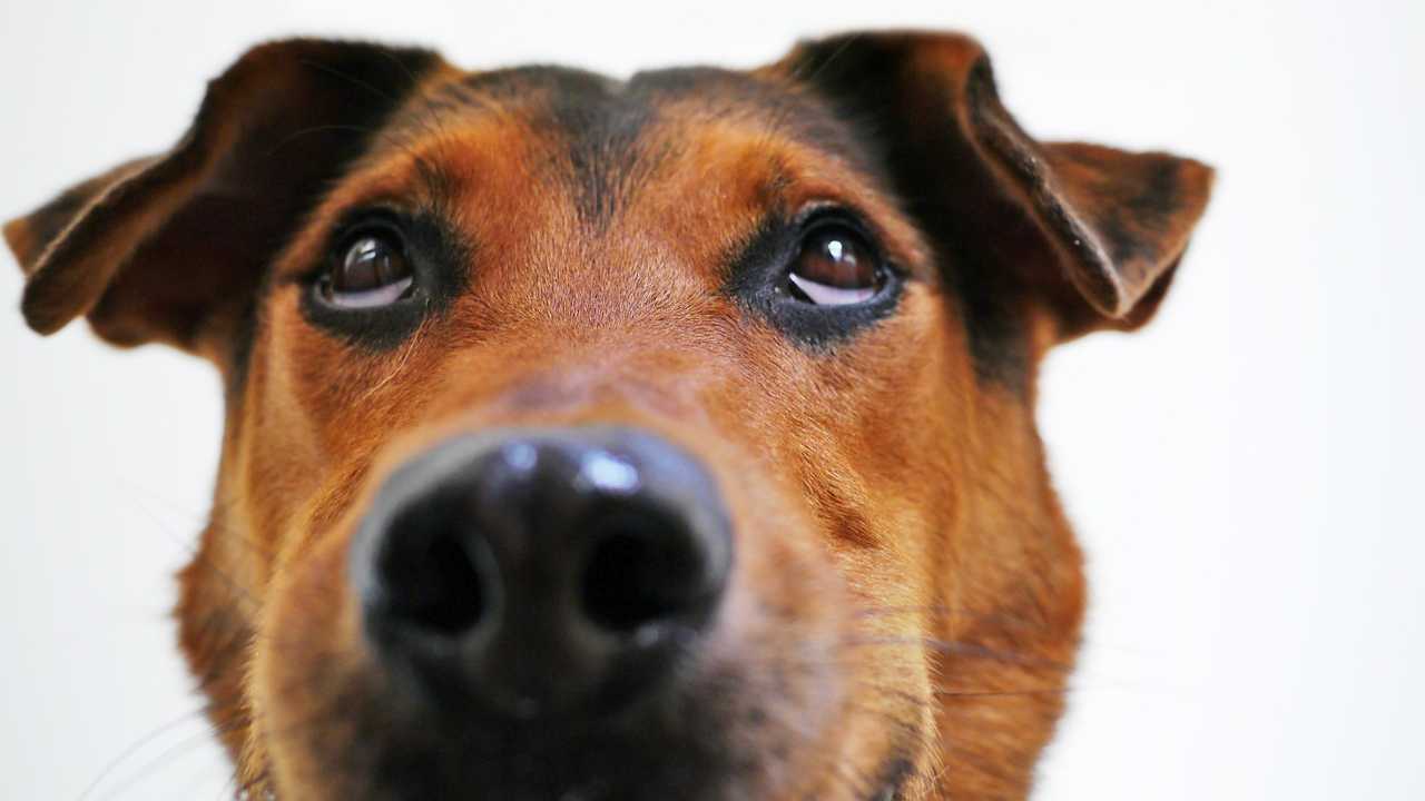 Cani: perché il loro naso è freddo e “bagnato”?