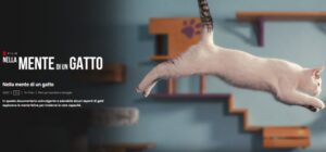 Nella mente di un gatto: curiosità sul documentario Netflix