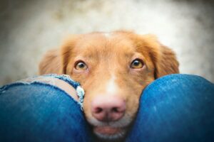 Gli occhi del cane sono lo specchio della sua anima