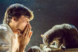 Allergia al gatto: rimedi e soluzioni