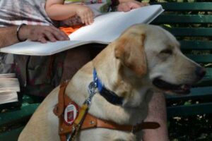 Come comportarsi difronte ad un cane guida