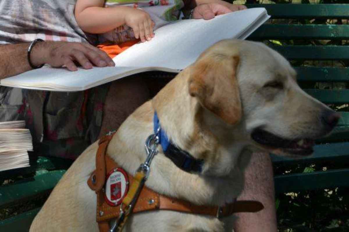Come comportarsi difronte ad un cane guida