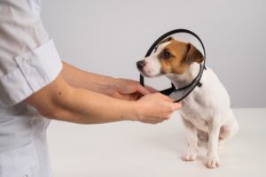 Collare elisabettiano: ecco 5 cose da sapere