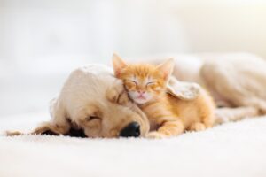 Curiosità sul sonno dei nostri animali