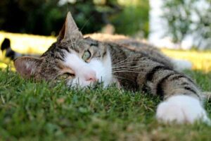 Cambio stagione, le malattie più comuni nei gatti