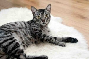 Cinque buone ragioni per vivere con un gatto