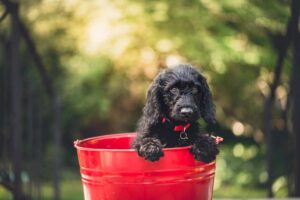 Nomi per cani: quali sono i più diffusi in Italia