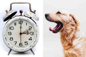 Ora legale: come reagiscono gli animali al cambio