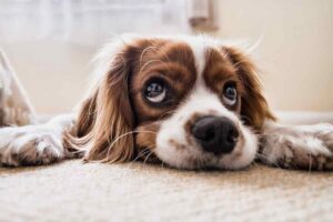 Sindrome dell’abbandono nel cane: cos’è, rimedi e consigli