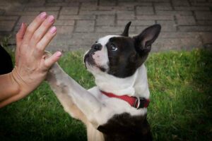 Anche i cani sono mancini? Come riconoscerli