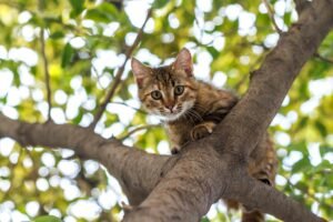 Perché i gatti non riescono a scendere dagli alberi?