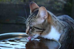 Perché il gatto beve poco? Ecco il motivo