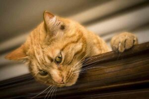 Animali domestici e condomini: criticità e soluzioni