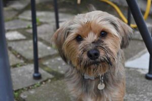 Perché i cani sono attratti dalle cose che puzzano?