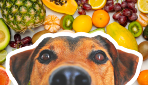 Frutta ai cani: quale possono mangiare e quale no?