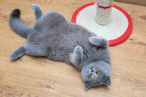 Gatti, cosa vogliono “dirci” quando si mettono a pancia in su? La risposta non è quella che si pensa