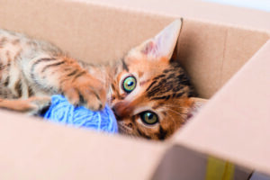 Perché i gatti amano rintanarsi nelle scatole?