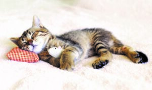 Sognare gatti: tutti i significati