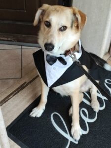 Wedding Dog Sitting LCDS a Roma. L’eleganza di Blues