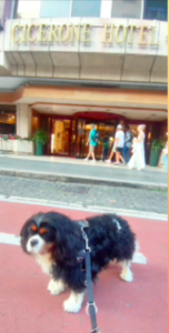 Travel Dog Sitting LCDS Roma, Hotel Cicerone