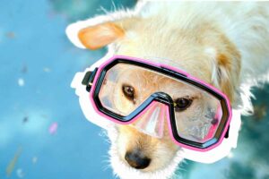 Come capire se il cane ha paura dell’acqua e cosa fare per aiutarlo