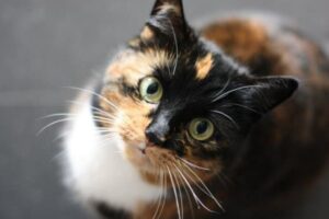 Anche i gatti soffrono il caldo: come funziona e a cosa serve la sudorazione nei felini