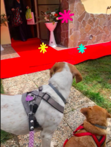 Wedding Dog Sitting LCDS a Bassano Romano. Mila e Leila testimoni d’onore
